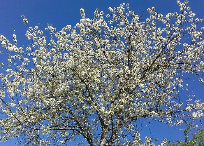 D'hotes Myrtille 3*
